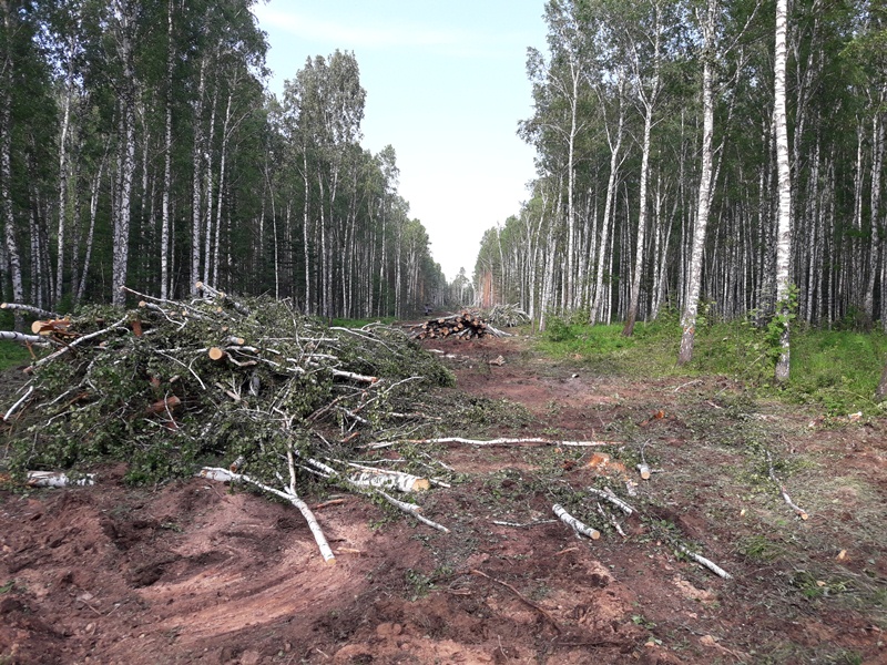 РМК и вырубка леса