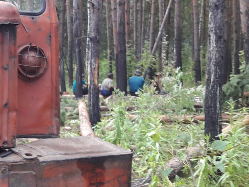 Вырубка леса началась на месте будущего Томинского ГОКа