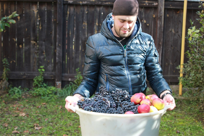 Урожай винограда на Южном Урале