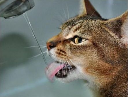 water_cat